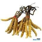 朝阳区回收冬虫夏草13381455448收购礼品